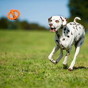 Major Dog Octopus Retrieval Ball - Large - Fetch Toy